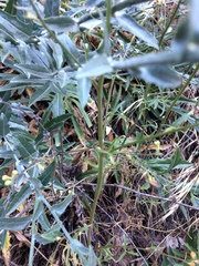 Delphinium cardinale