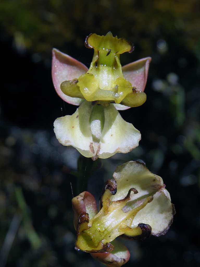 Fleshlip Shield Orchid