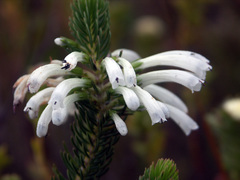 Erica thomae thomae
