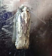Mothonica ocellea