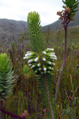 Erica thomae thomae