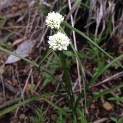Cyperus seslerioides