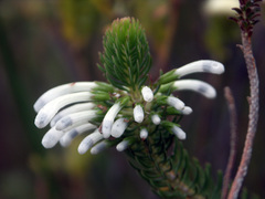 Erica thomae thomae