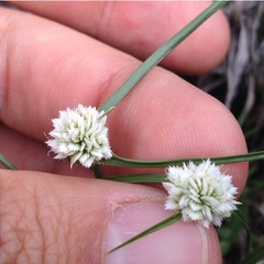 Cyperus seslerioides