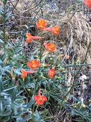 Delphinium cardinale