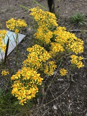 Packera streptanthifolia