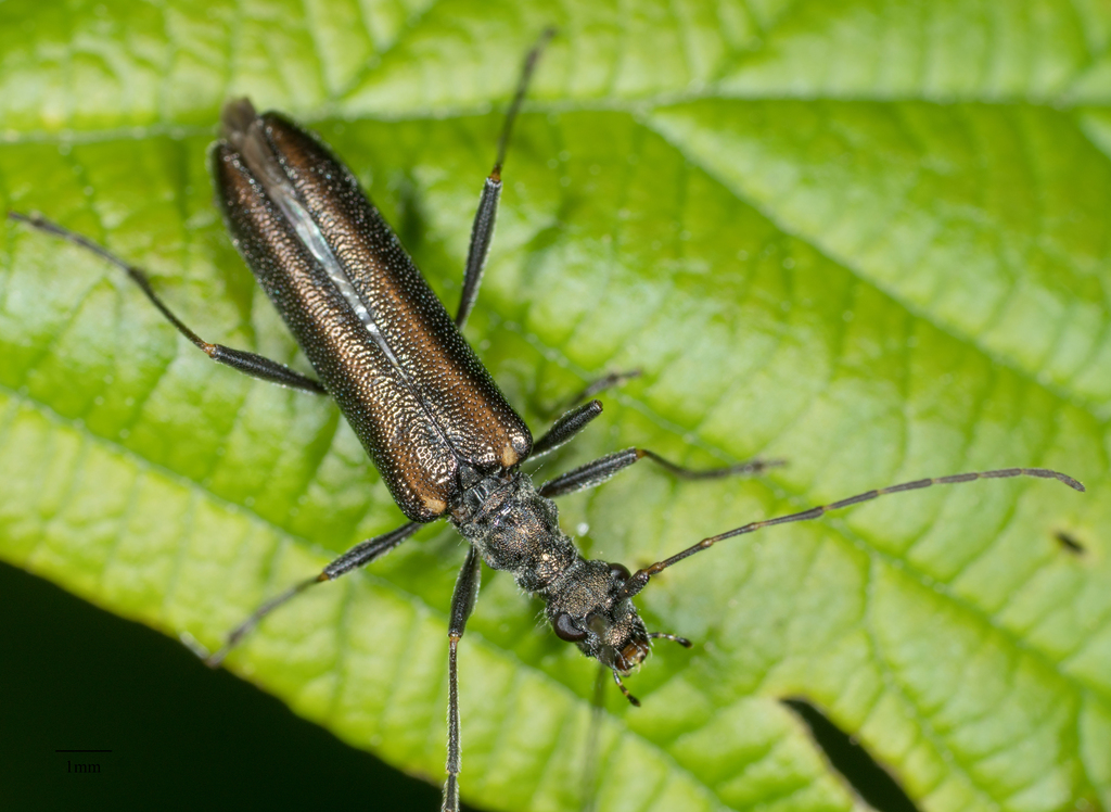 Leptalia macilenta