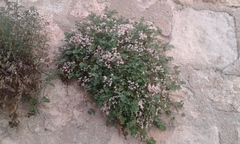 Sarcocapnos enneaphylla