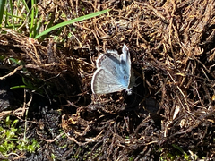 Glaucopsyche lygdamus couperi