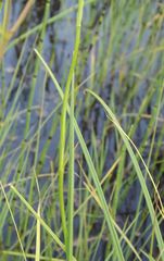 Habenaria linearifolia