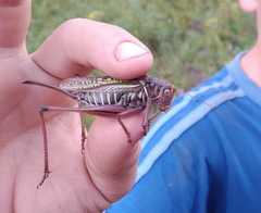 Gampsocleis sedakovii