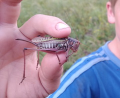 Gampsocleis sedakovii