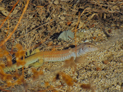 Aspidoscelis stictogrammus