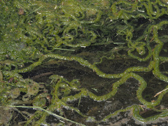 Ulva flexuosa