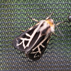 Apantesis williamsii