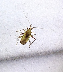 Phytocoris tibialis
