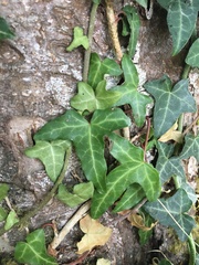 Hedera helix