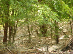 Burhinus senegalensis