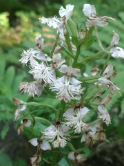 Platanthera shriveri