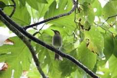 Foulehaio carunculatus
