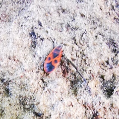 Pyrrhocoris apterus