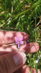 Lythrum californicum