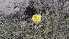 Coryphantha pycnacantha