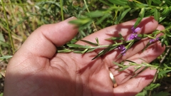 Lythrum californicum