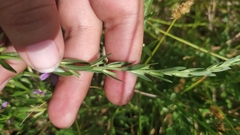 Lythrum californicum