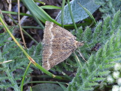 Pyrausta aerealis