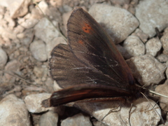 Erebia pronoe