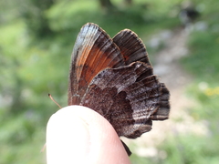 Erebia pronoe