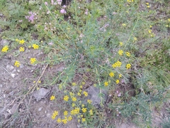 Bupleurum bicaule