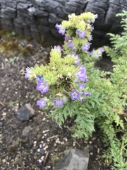 Phacelia franklinii