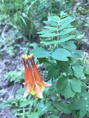 Aquilegia desertorum