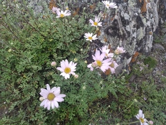 Chrysanthemum sinuatum
