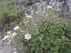 Chrysanthemum sinuatum