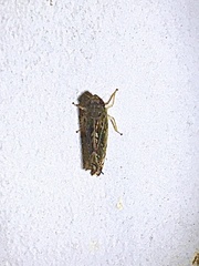 Scaphoideus nigrellus