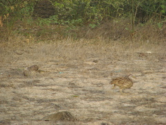 Pternistis bicalcaratus