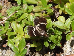 Pyrausta cingulata