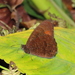 Pedaliodes ereiba - Photo (c) Lepidoptera Colombiana, osa oikeuksista pidätetään (CC BY-NC), uploaded by Lepidoptera Colombiana