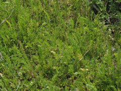 Artemisia rupestris