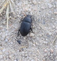 Phylan ulyssiponensis