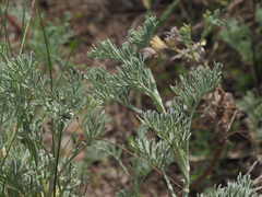 Artemisia maritima