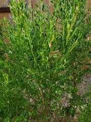 Baccharis pilularis consanguinea