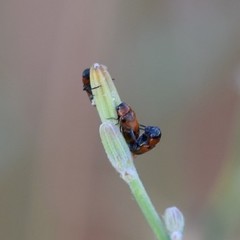 Coptocephala scopolina