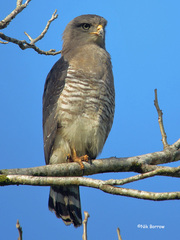 Circaetus fasciolatus