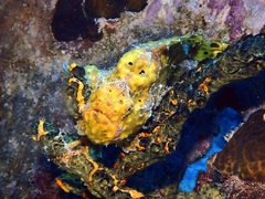 Antennarius multiocellatus