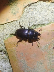 Serrognathus kyanrauensis