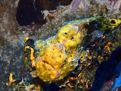 Antennarius multiocellatus